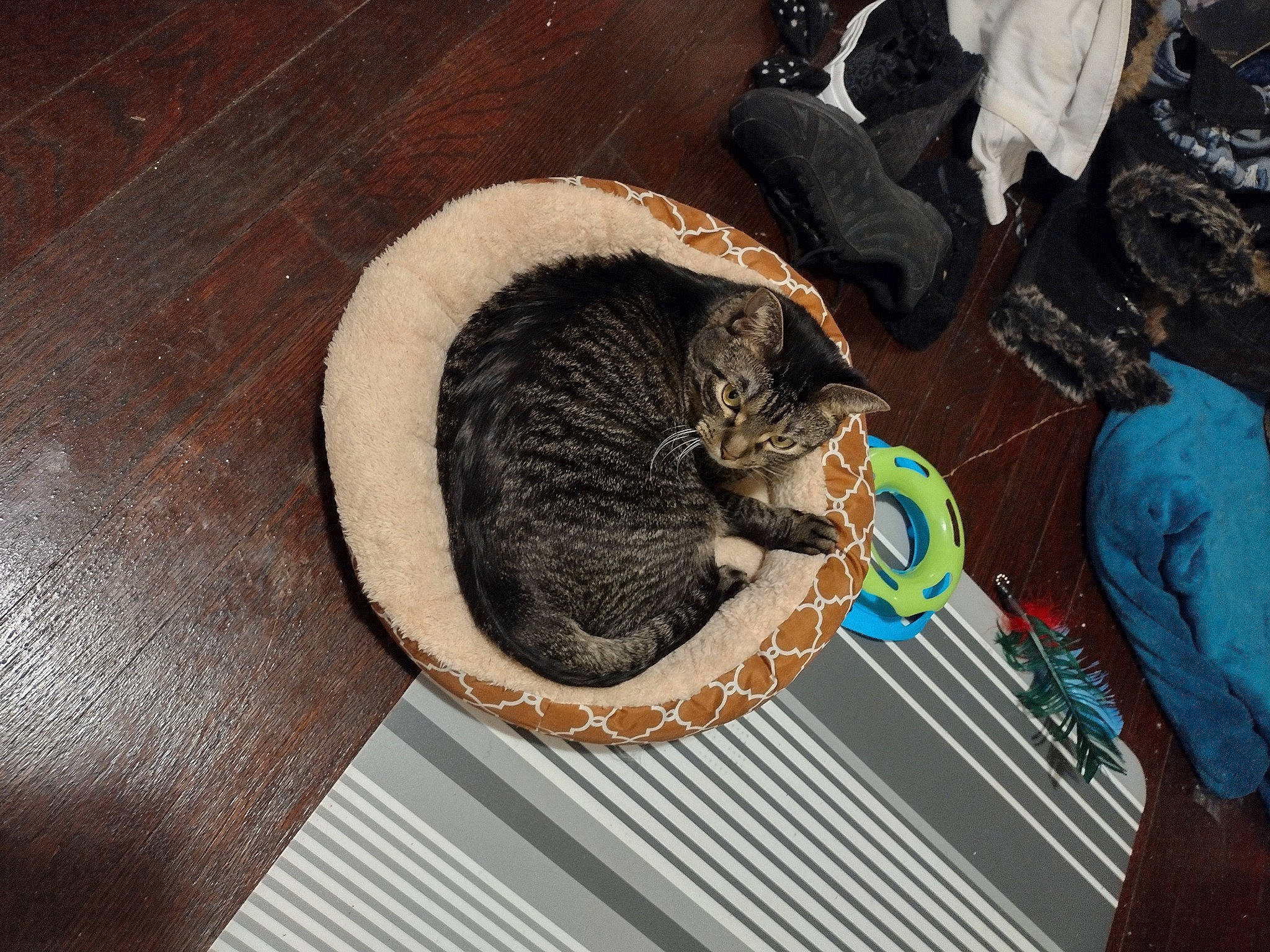 Tiger is registered to the contest to win money with this photo: automotive_tire, carnivore, cat, cat_bed, chair, comfort, domestic_short_haired_cat, felidae, flooring, fur, hardwood, linens, room, small_to_medium_sized_cats, tail, whiskers, wood