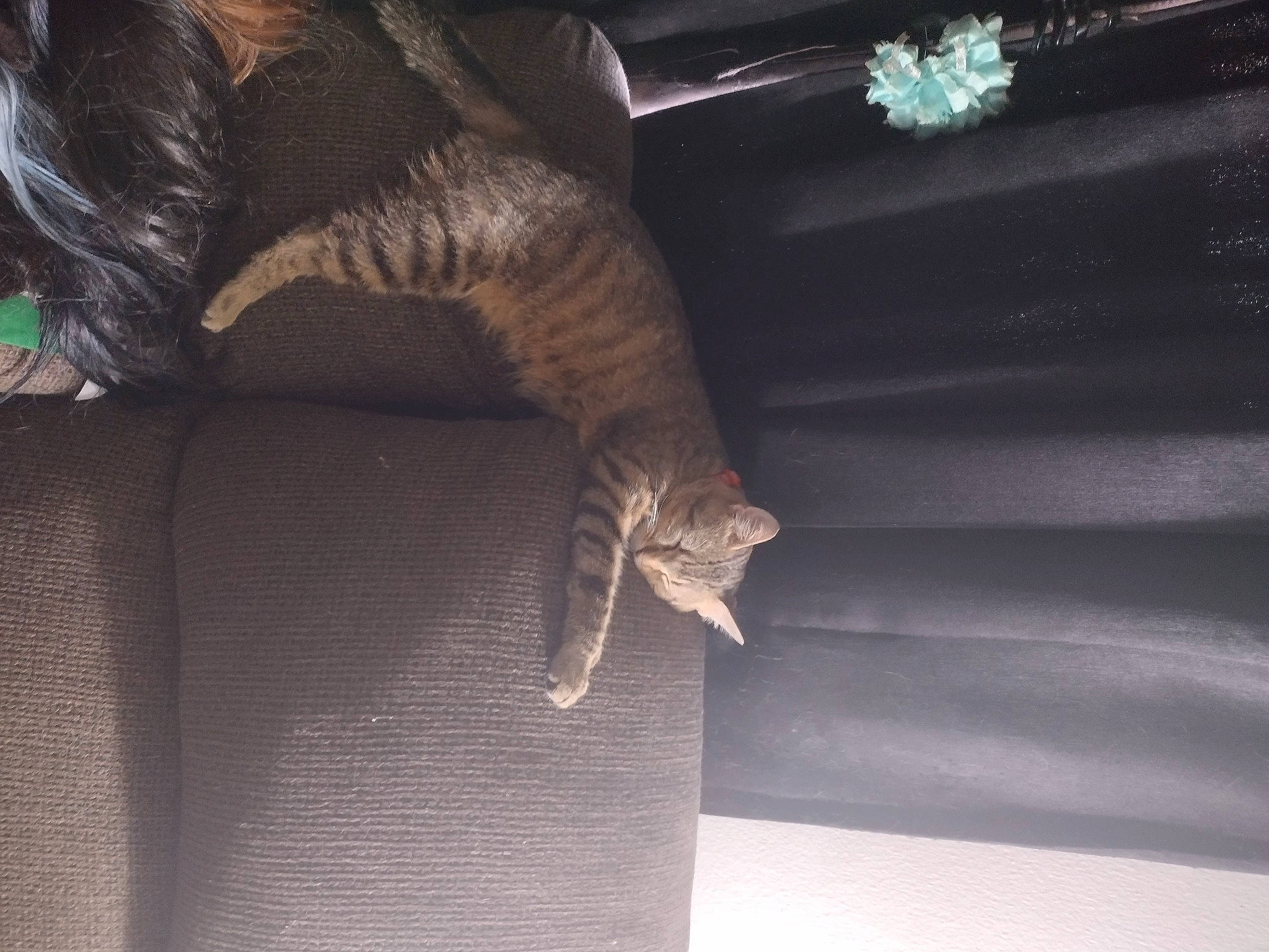 Sebastian is registered to the contest to win money with this photo: brown, carnivore, cat, claw, comfort, darkness, domestic_short_haired_cat, fawn, felidae, fur, grey, metal, paw, room, shadow, small_to_medium_sized_cats, tail, tints_and_shades, whiskers, wood