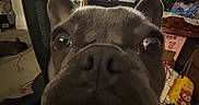 Lola is registered to the contest to win money with this photo: dog, french_bulldog, close_up, indoor, television, cartoon, living_room, clutter, furniture, pet, face, nose, teeth, ears, curious, funny, animal, domestic_animal, home, cozy