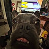 dog, french_bulldog, close_up, indoor, television, cartoon, living_room, clutter, furniture, pet, face, nose, teeth, ears, curious, funny, animal, domestic_animal, home, cozy
