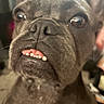 Lola joined the competition — help win amazing prizes! dog, close_up, face, teeth, brown, indoor, pet, cute, animal, funny_expression, snout, ears, fur, wide_eyes, portrait, muzzle, canine, domestic_animal, looking_up, whiskers