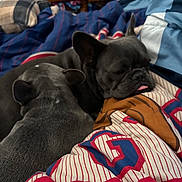 Lola is registered to the contest to win money with this photo: dog, french_bulldog, pet, bed, blanket, snuggling, tongue_out, indoor, cozy, fur, ears, animal, resting, close_up, dorm_room, furniture, colorful, comfort, cute, sleepy
