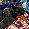 dog, french_bulldog, pet, bed, blanket, snuggling, tongue_out, indoor, cozy, fur, ears, animal, resting, close_up, dorm_room, furniture, colorful, comfort, cute, sleepy