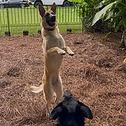 Ellie May joined the competition — help win amazing prizes! dog, german_shepherd, black_dog, two_dogs, standing, jumping, playing, ball, outdoor, backyard, garden, pine_straw, fence, plants, trees, grass, vehicles, residential_area, animal_portrait, funny_pose