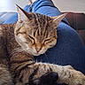 cat, tabby_cat, sleeping, pet, animal, feline, fur, whiskers, person, legs, jeans, socks, indoor, relaxation, comfort, resting, closeup, domestic_animal, cute, nap