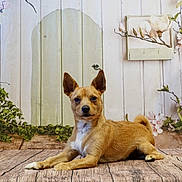 Vegas participe au concours pour gagner de l'argent avec cette photo : dog, brown_dog, small_dog, pet, animal, wooden_floor, floral_background, flowers, greenery, indoor, portrait, cute, relaxed, ears_up, looking_at_camera, decor, nature_theme, wood_texture, white_wall, paws