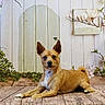 dog, brown_dog, small_dog, pet, animal, wooden_floor, floral_background, flowers, greenery, indoor, portrait, cute, relaxed, ears_up, looking_at_camera, decor, nature_theme, wood_texture, white_wall, paws