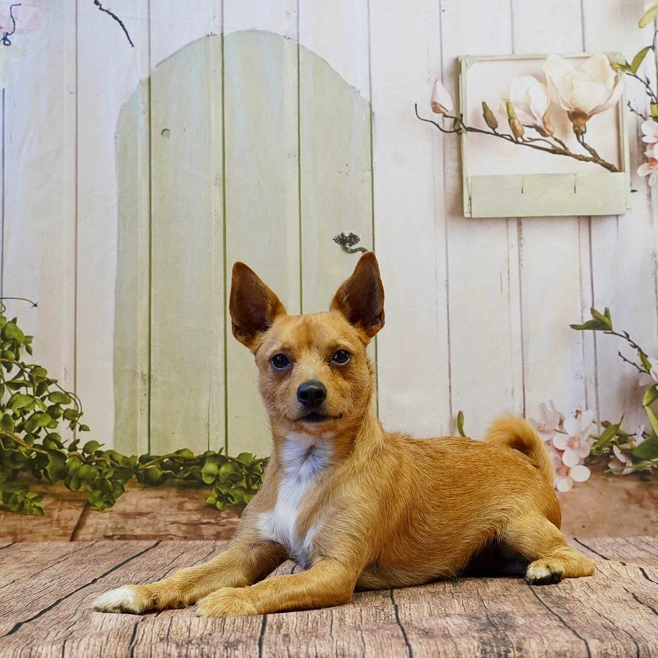 Vegas participe au concours pour gagner de l'argent avec cette photo : dog, brown_dog, small_dog, pet, animal, wooden_floor, floral_background, flowers, greenery, indoor, portrait, cute, relaxed, ears_up, looking_at_camera, decor, nature_theme, wood_texture, white_wall, paws