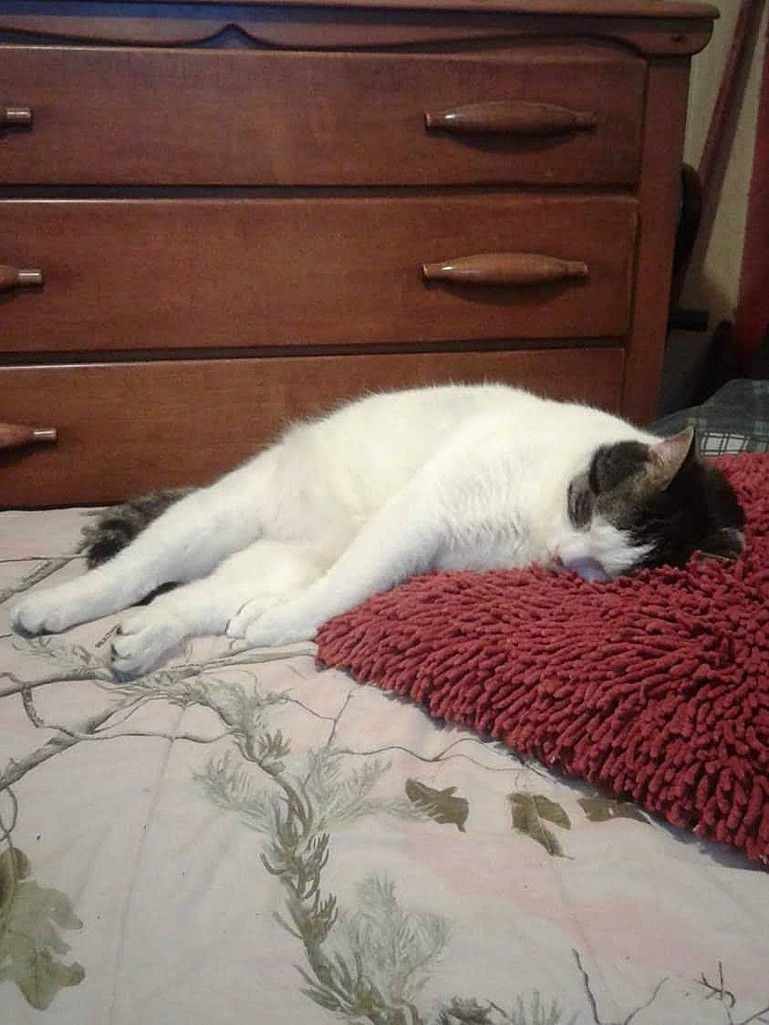 Cubby is registered to the contest to win money with this photo: bedding, cabinetry, canidae, carnivore, cat, chest_of_drawers, comfort, companion_dog, drawer, felidae, flooring, fur, hardwood, linens, room, small_to_medium_sized_cats, tail, whiskers, window, wood