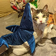 Cubby is registered to the contest to win money with this photo: bag, carnivore, cat, comfort, domestic_short_haired_cat, fashion_accessory, fawn, felidae, foot, fur, human_leg, linens, luggage_and_bags, pattern, paw, sitting, small_to_medium_sized_cats, sock, tail, whiskers