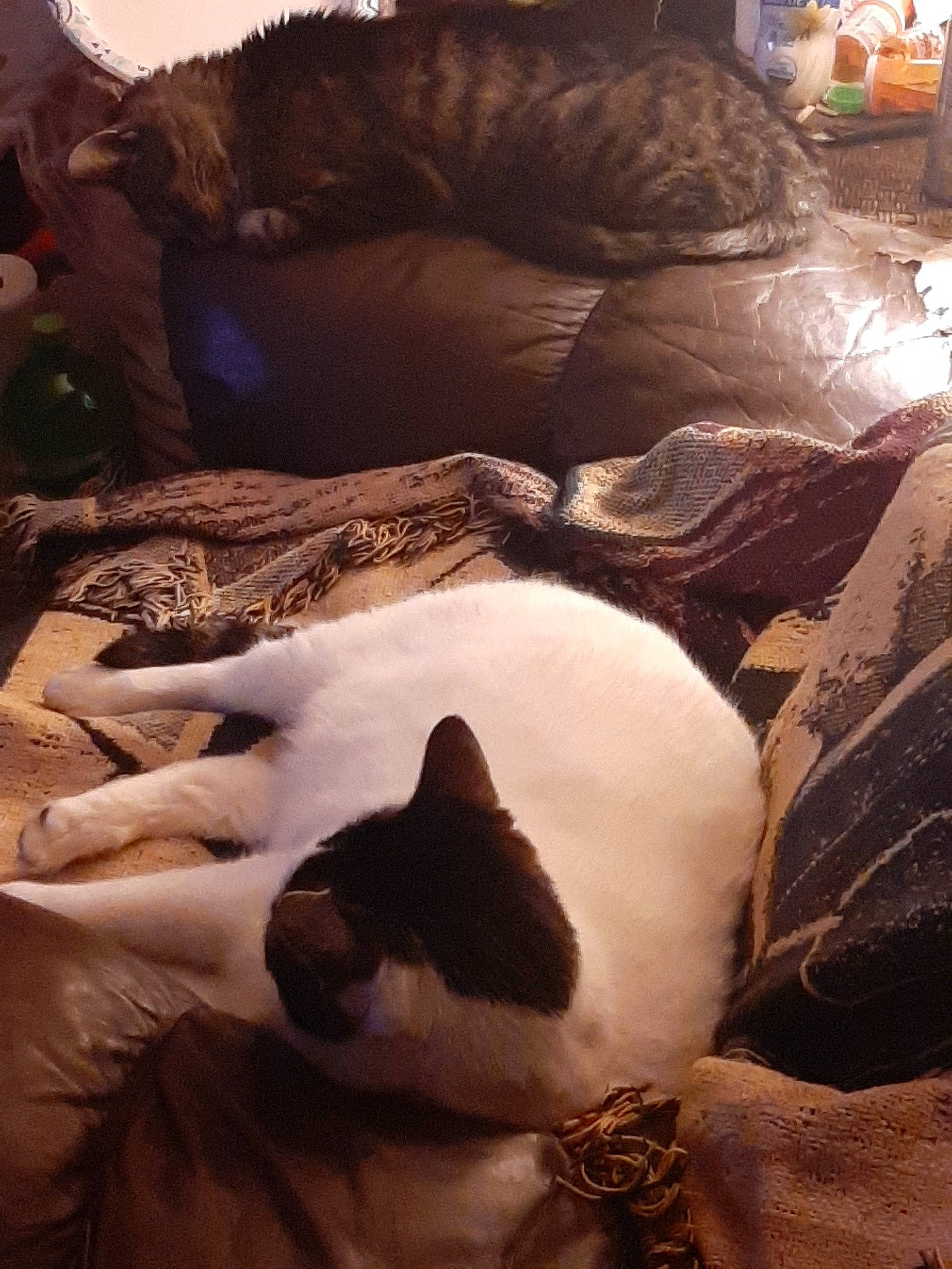 Cubby is registered to the contest to win money with this photo: bedding, brown, carnivore, cat, comfort, companion_dog, couch, duvet, fawn, felidae, fur, linens, nap, room, siamese, small_to_medium_sized_cats, tail, tints_and_shades, whiskers, wood