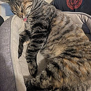 Peanut is registered to the contest to win money with this photo: bedding, cat, close_up, cozy, cushion, cute, domestic_cat, fur, head, indoor, nap, paw, pet_bed, pillow, relaxed, sleeping, stripes, tabby_cat, tongue_out, whiskers