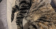 Peanut is registered to the contest to win money with this photo: bedding, cat, close_up, cozy, cushion, cute, domestic_cat, fur, head, indoor, nap, paw, pet_bed, pillow, relaxed, sleeping, stripes, tabby_cat, tongue_out, whiskers