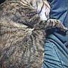 animal, blue_fabric, cat, close_up, cozy, curled_up, denim, ears, furry, indoors, nap, paws, pet, portrait, relaxed, resting, sleeping, striped_fur, tabby_cat, whiskers