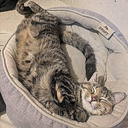 Peanut is registered to the contest to win money with this photo: cat, kitten, tabby, pet_bed, sleeping, cozy, fur, paws, whiskers, tail, blanket, indoor, cushion, relaxed, cute, pet, mattress, wall, nap, content