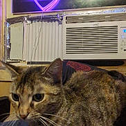 Peanut joined the competition — help win amazing prizes! air_conditioner, animal, brown_fur, cat, close_up, ears, eyes, feline, gray_fur, heart_light, home, indoor, night, pet, portrait, sitting, striped_fur, tabby_cat, whiskers, window