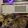 air_conditioner, animal, brown_fur, cat, close_up, ears, eyes, feline, gray_fur, heart_light, home, indoor, night, pet, portrait, sitting, striped_fur, tabby_cat, whiskers, window