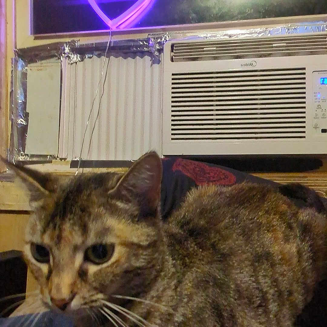 Peanut