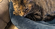 Peanut joined the competition — help win amazing prizes! bedding, blanket, cat, close_up, cozy, domestic_interior, ear, fabric, fur, indoor, mattress, nap, paw, pet, pet_bed, pillow, sleeping, sleepy, tabby_cat, whiskers