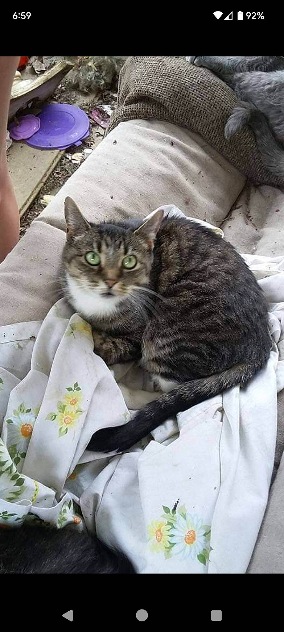 Abby is registered to the contest to win money with this photo: carnivore, cat, claw, comfort, domestic_short_haired_cat, felidae, fur, grey, linens, paw, plant, sitting, small_to_medium_sized_cats, tail, whiskers