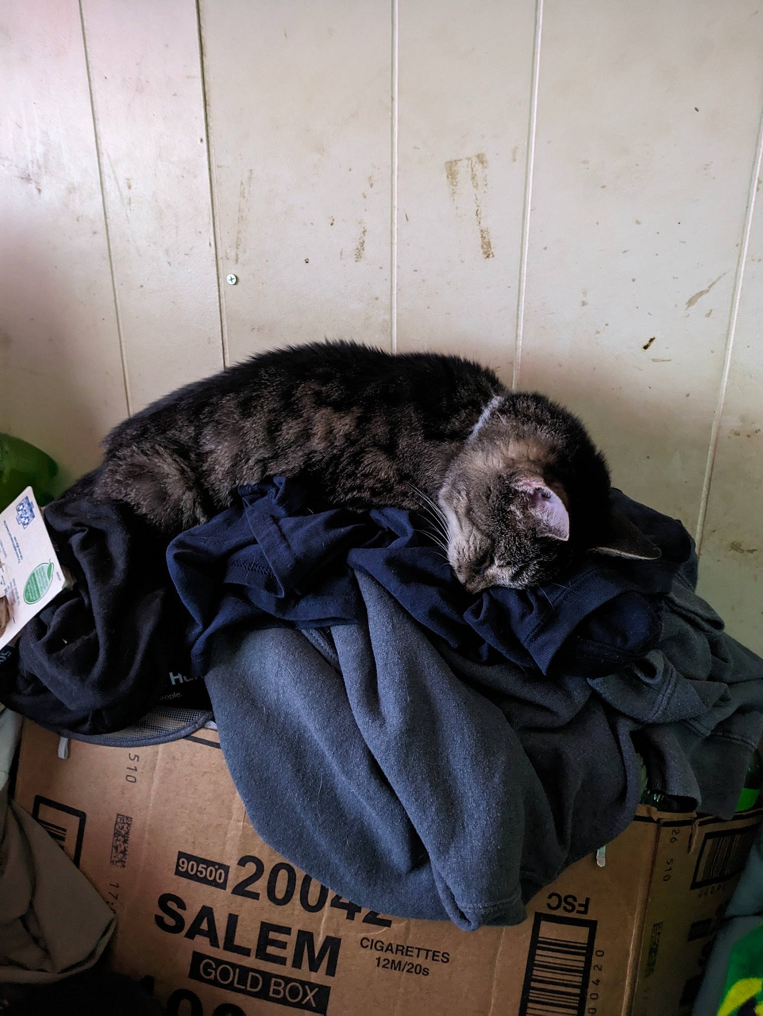 Abby is registered to the contest to win money with this photo: bag, baggage, canidae, carnivore, cat, comfort, domestic_short_haired_cat, felidae, fur, grey, linens, luggage_and_bags, nap, room, sleep, small_to_medium_sized_cats, sporting_group, tail, terrestrial_animal, whiskers