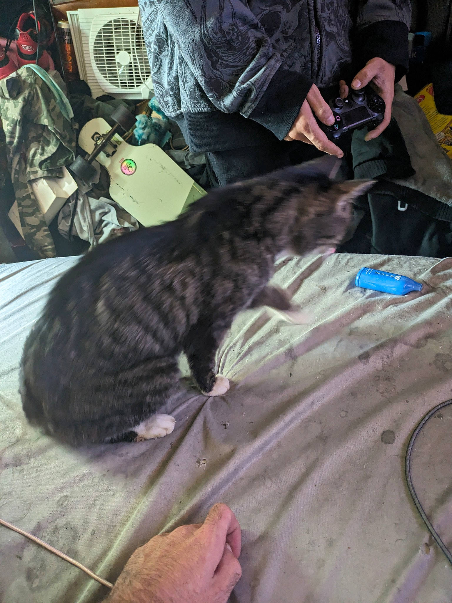 Abby is registered to the contest to win money with this photo: backpack, bag, baggage, carnivore, cat, comfort, dog_breed, domestic_short_haired_cat, felidae, fur, lap, luggage_and_bags, military_camouflage, nap, small_to_medium_sized_cats, sporting_group, tail, terrestrial_animal, textile, whiskers