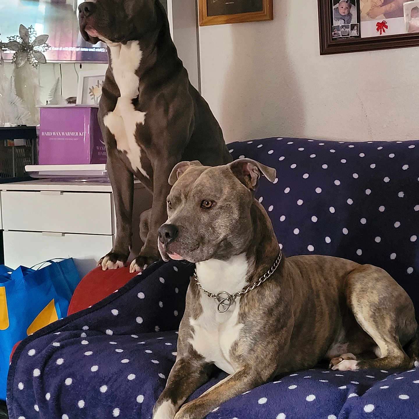 Quavo And Prince joined the competition — help win amazing prizes! adult, animal, architecture, building, bulldog, canine, couch, cushion, dog, face, female, furniture, head, homedecor, indoors, livingroom, person, pet, pitbull, woman