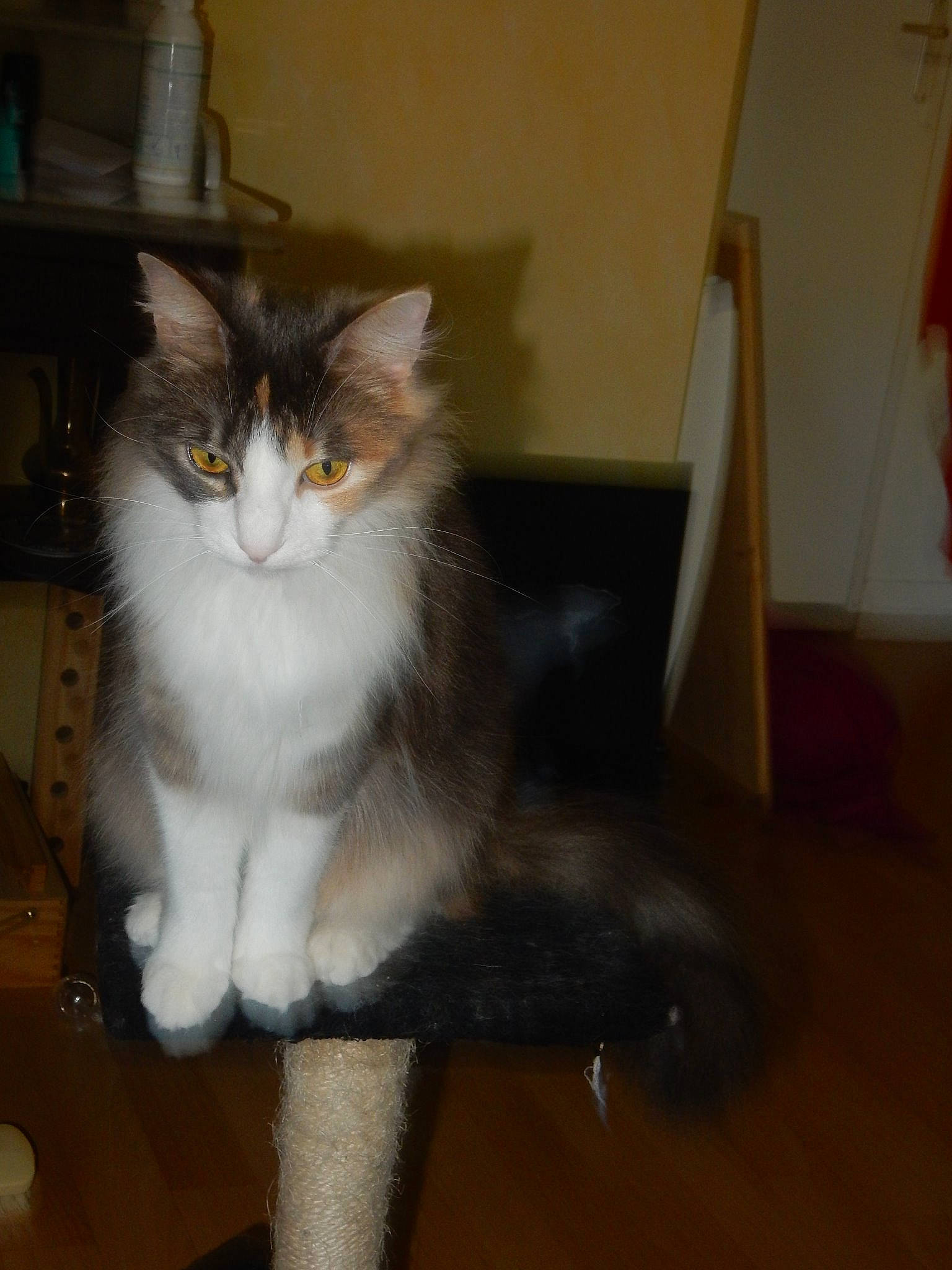 Maya participe au concours pour gagner de l'argent avec cette photo : aegean_cat, asian_semi_longhair, british_semi_longhair, carnivore, cat, domestic_long_haired_cat, fawn, felidae, fur, kitten, maine_coon, mammal, norwegian_forest_cat, polydactyl_cat, ragamuffin, small_to_medium_sized_cats, tail, whiskers