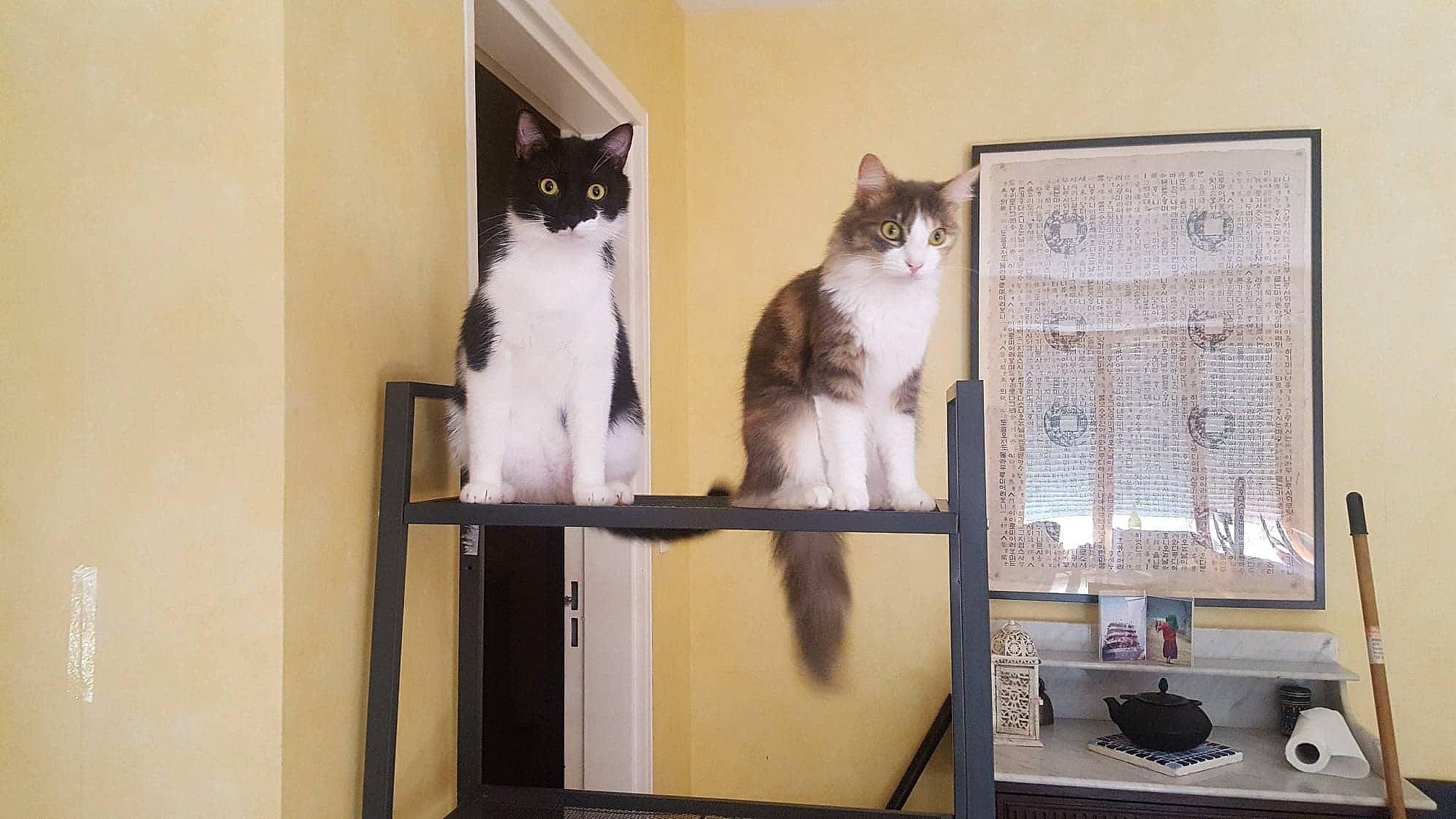 Maya participe au concours pour gagner de l'argent avec cette photo : carnivore, cat, domestic_short_haired_cat, european_shorthair, felidae, furniture, interior_design, kitten, polydactyl_cat, room, shelf, shelving, small_to_medium_sized_cats, tail, whiskers, window