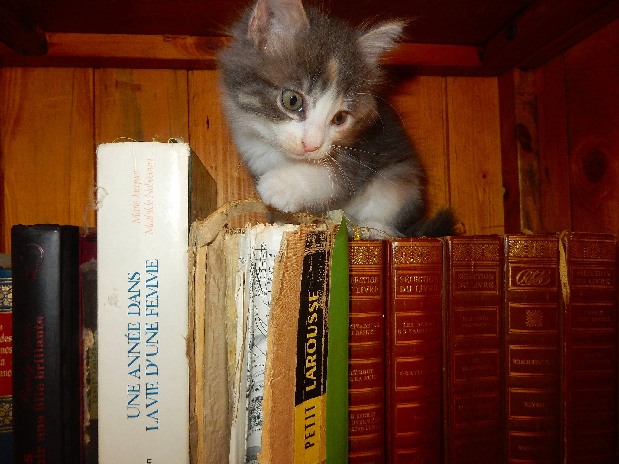 Maya a rejoint le concours — aidez-le/la à gagner de superbes lots ! asian, book, bookcase, carnivore, cat, domestic_short_haired_cat, felidae, kitten, norwegian_forest_cat, publication, small_to_medium_sized_cats, whiskers