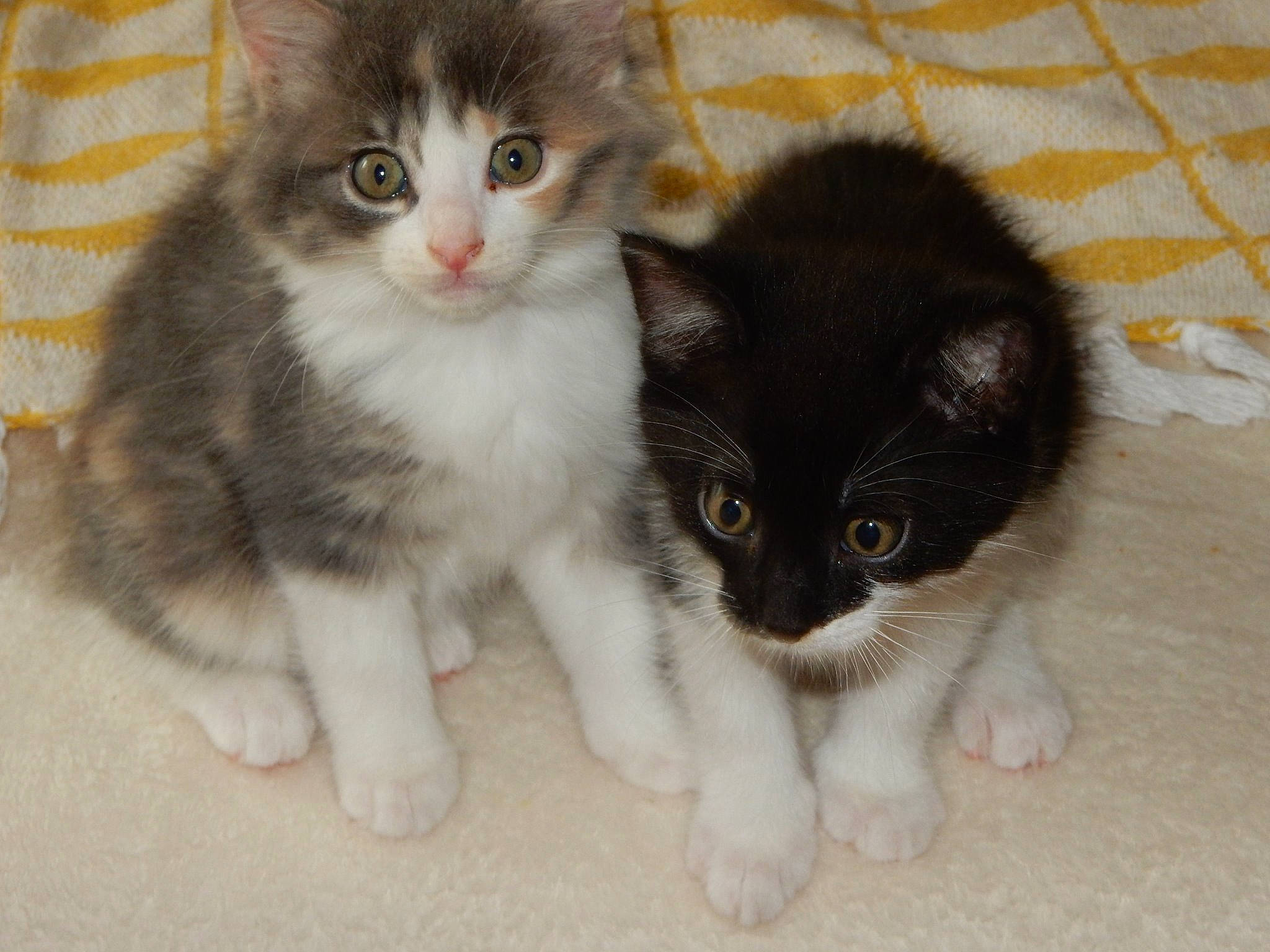 Maya participe au concours pour gagner de l'argent avec cette photo : american_curl, american_wirehair, carnivore, cat, cymric, domestic_long_haired_cat, domestic_short_haired_cat, european_shorthair, eye, felidae, iris, kitten, mammal, norwegian_forest_cat, polydactyl_cat, skin, small_to_medium_sized_cats, snout, vertebrate, whiskers