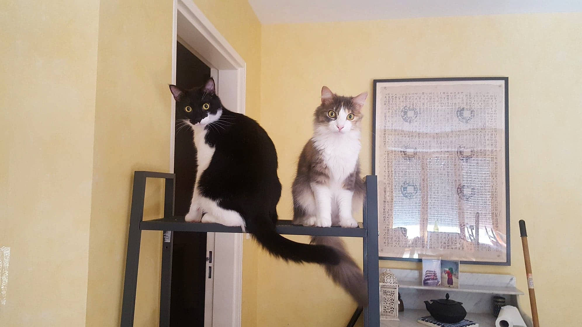 Cantona participe au concours pour gagner de l'argent avec cette photo : carnivore, cat, domestic_short_haired_cat, european_shorthair, felidae, interior_design, kitten, polydactyl_cat, room, shelf, small_to_medium_sized_cats, tail, whiskers, window