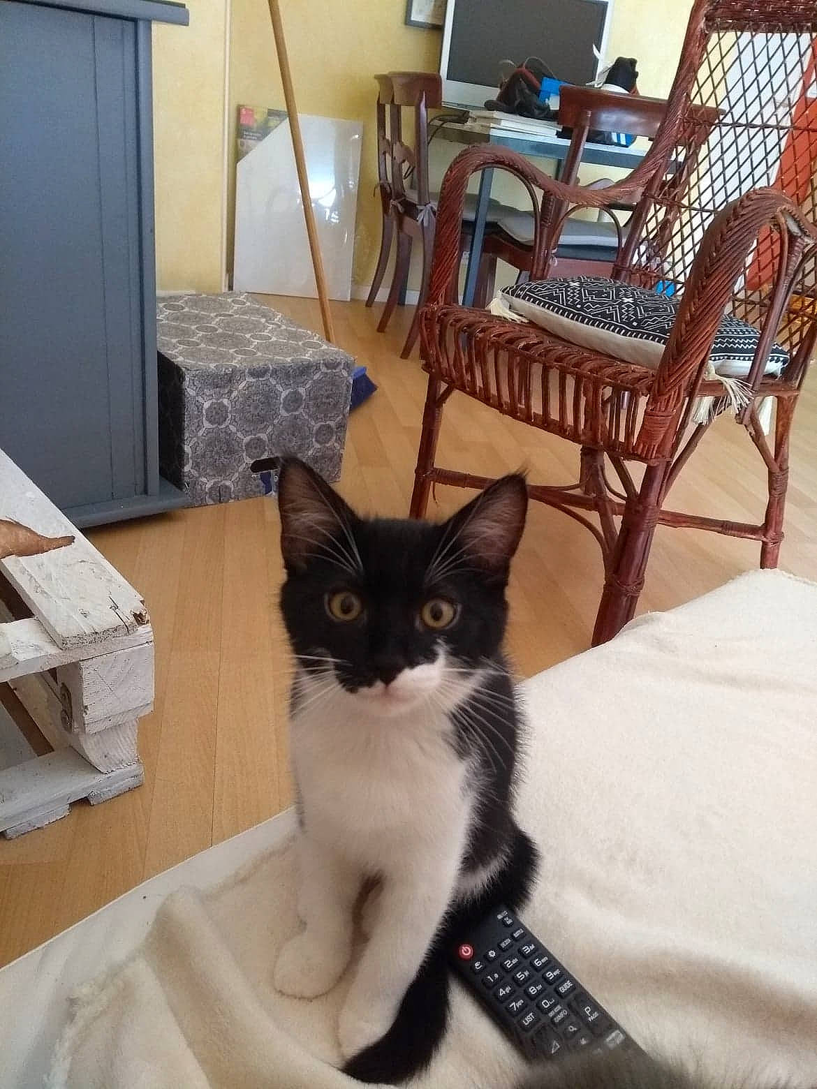 Cantona participe au concours pour gagner de l'argent avec cette photo : aegean_cat, asian, carnivore, cat, domestic_short_haired_cat, european_shorthair, felidae, kitten, mammal, ojos_azules, polydactyl_cat, room, small_to_medium_sized_cats, table, tail, whiskers