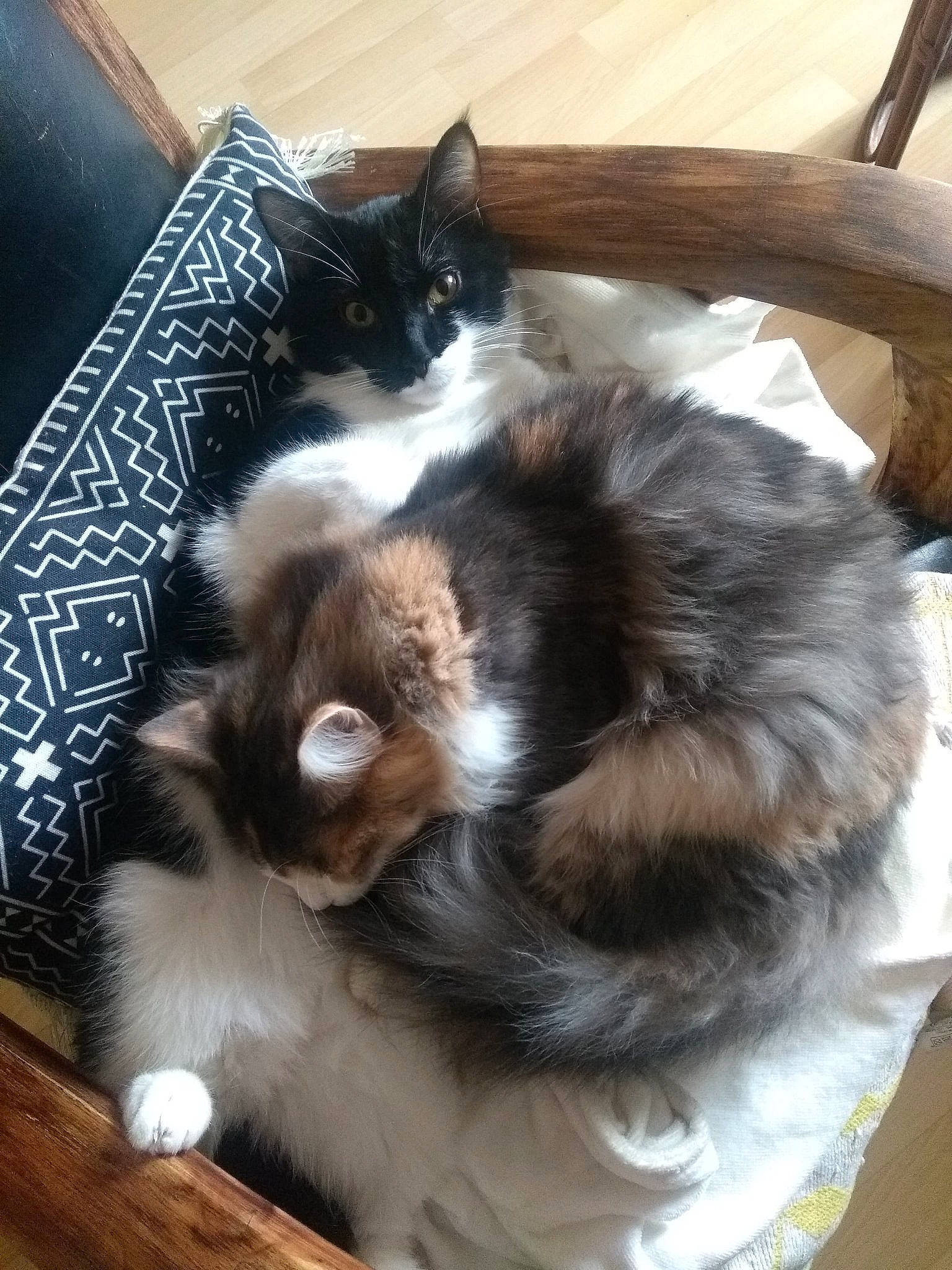 Cantona a rejoint le concours — aidez-le/la à gagner de superbes lots ! carnivore, cat, domestic_long_haired_cat, felidae, fur, norwegian_forest_cat, ragamuffin, small_to_medium_sized_cats, tail, whiskers