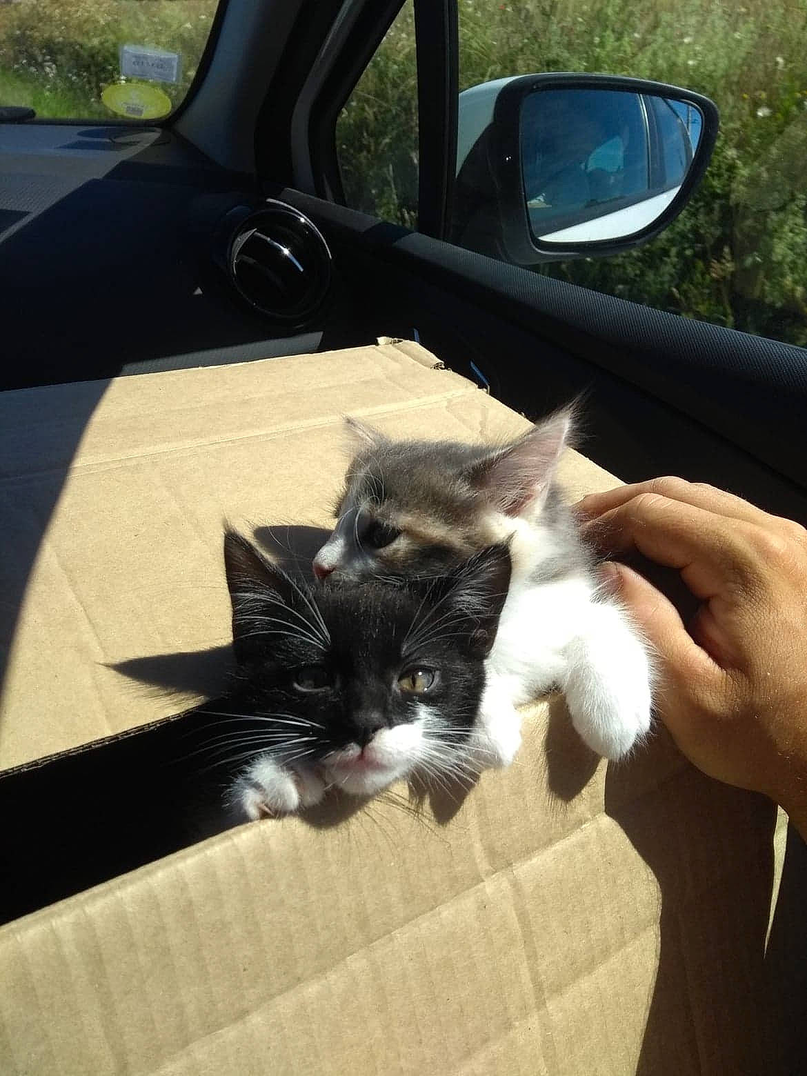 Cantona a rejoint le concours — aidez-le/la à gagner de superbes lots ! automotive_window_part, car, carnivore, cat, domestic_short_haired_cat, ear, felidae, hand, kitten, polydactyl_cat, small_to_medium_sized_cats, vehicle, whiskers