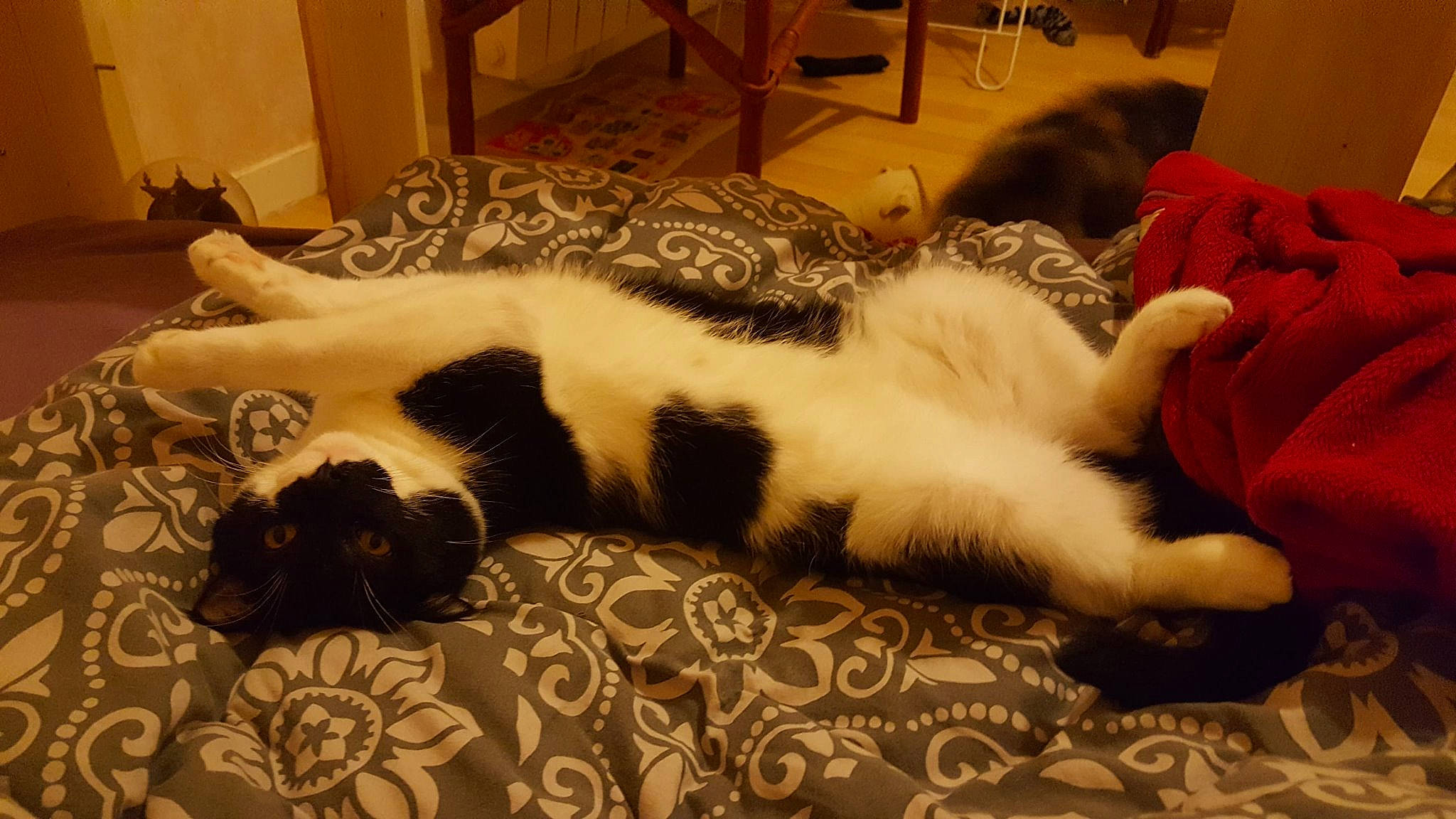 Cantona a rejoint le concours — aidez-le/la à gagner de superbes lots ! canidae, carnivore, cat, dog_breed, felidae, fur, paw, small_to_medium_sized_cats, sporting_group, tail, whiskers