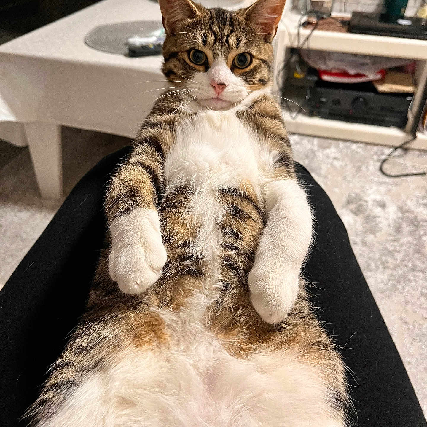 Tayson a rejoint le concours — aidez-le/la à gagner de superbes lots ! animal, carpet, cat, closeup, cozy, curious, cute, feline, fur, home, indoor, living_room, looking_at_camera, lying_down, paws, pet, relaxed, tabby, table, whiskers