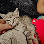 Chanel participe au concours pour gagner de l'argent avec cette photo : abyssinian, animal, blanket, cat, chair, couch, cushion, egyptiancat, face, furniture, head, homedecor, kitten, manx, person, pet, photography, portrait, quilt, sleeping