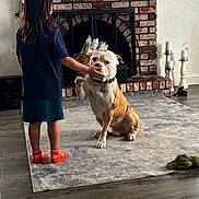 Captain joined the competition — help win amazing prizes! child, dog, indoor, brick_fireplace, rug, wood_floor, toy, candles, socks, pet, interaction, home, furniture, playful, mammal, brown, white, curly_hair, shorts, tshirt
