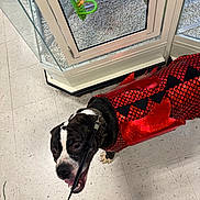 Athena is registered to the contest to win money with this photo: dog, costume, red, leash, floor, glass, enclosure, toy, pet, indoor, black_and_white, happy, animal, paw, tile, reflection, mouth_open, pet_costume, dragon, playful