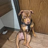 Miley is registered to the contest to win money with this photo: animal, brown_dog, canine, casual, crumpled_tissue, dog, domestic_animal, door, floor, harness, indoor, looking_down, pet, puppy, quiet, resting, room, sitting, wooden_floor, young_dog