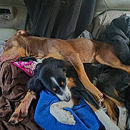 Miley is registered to the contest to win money with this photo: dog, sleeping, brown_dog, black_dog, blanket, clothing, car_interior, seat, resting, nap, fur, paw, cozy, companion, animal, pet, indoors, comfort, relaxation, friendship