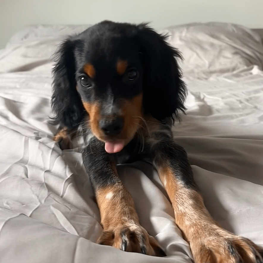 Aïko participe au concours pour gagner de l'argent avec cette photo : animal, bed, black_fur, brown_fur, canine, cute, dog, domestic_animal, expression, fur, indoor, lying_down, paw, pet, playful, puppy, resting, tongue_out, white_fur, young_dog