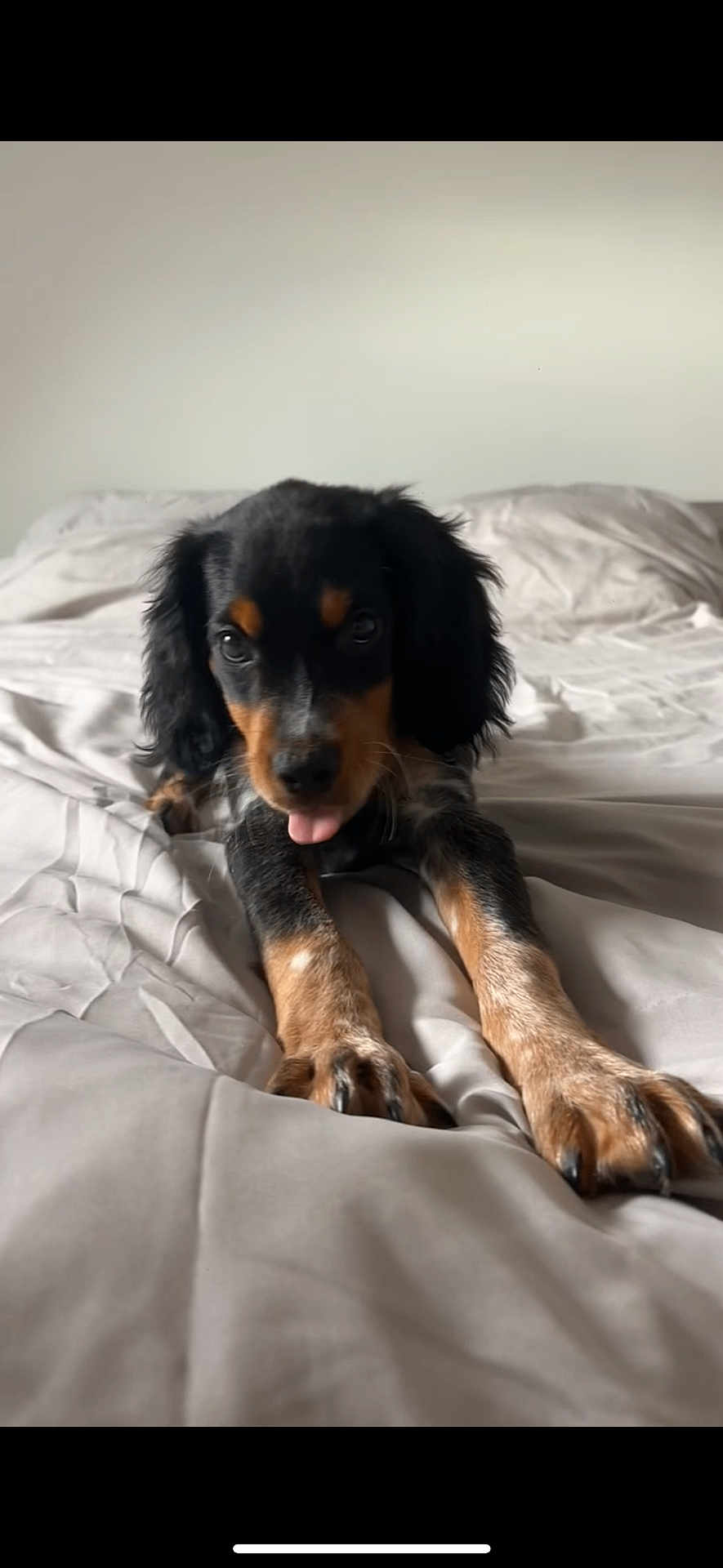 Aïko participe au concours pour gagner de l'argent avec cette photo : puppy, dog, bed, tongue_out, black_fur, brown_fur, white_fur, lying_down, pet, indoor, cute, animal, canine, fur, paw, young_dog, playful, expression, domestic_animal, resting