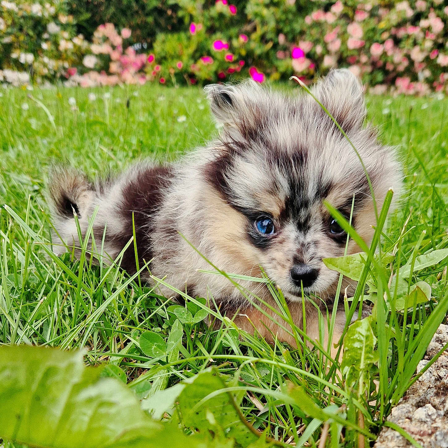 Yuko a rejoint le concours — aidez-le/la à gagner de superbes lots ! animal, canine, dog, field, flower, grass, grassland, green, herbal, herbs, lawn, leaf, nature, outdoors, pet, plant, puppy, rock, vegetation, yard