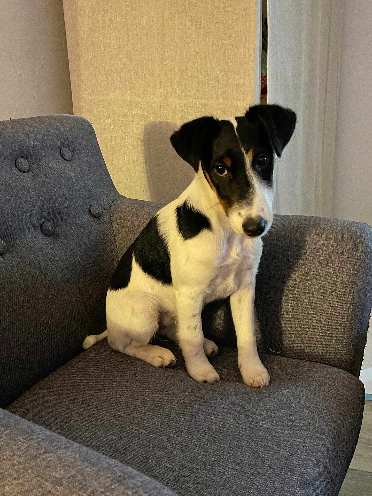 Marguerite participe au concours pour gagner de l'argent avec cette photo : puppy, dog, black_and_white, pet, sitting, chair, indoor, fur, cute, canine, young, domestic_animal, looking, animal, furniture, portrait, cozy, home, companion, cute_pet