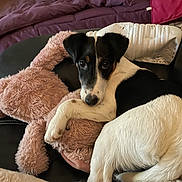 Marguerite participe au concours pour gagner de l'argent avec cette photo : dog, puppy, stuffed_animal, couch, black_leather, blanket, indoor, resting, cute, pet, fur, animal, cozy, pink, white, black, home, toy, looking_at_camera, relaxed
