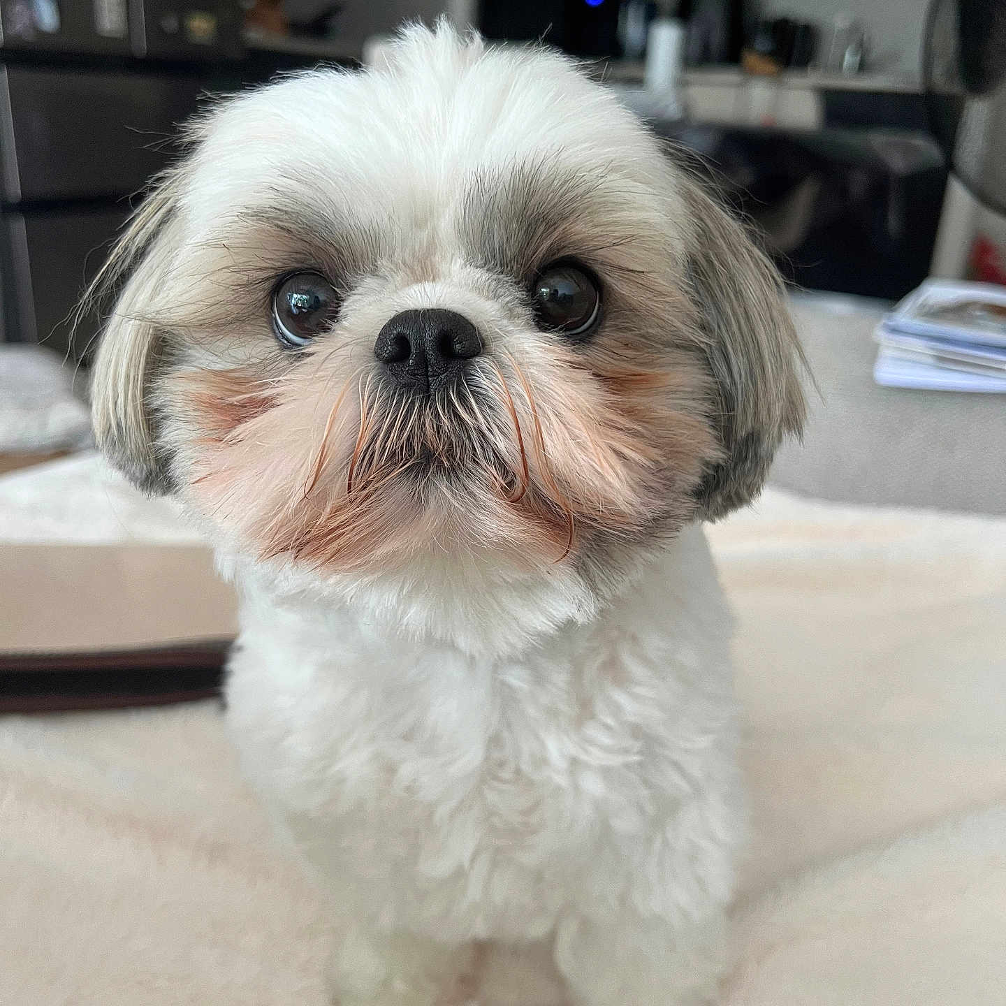 Thea participe au concours pour gagner de l'argent avec cette photo : dog, pet, cute, fluffy, indoor, small_dog, fur, face, eyes, nose, closeup, animal, companion, adorable, looking, home, soft, white, brown, background