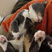 Nadja joined the competition — help win amazing prizes! black_dots, blanket, cat, closeup, cozy, cute, domestic_cat, feline, fur, indoor, nap, orange_blanket, paw, pet, pink_paw_pads, relaxed, resting, sleeping, soft, whiskers