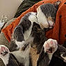 black_dots, blanket, cat, closeup, cozy, cute, domestic_cat, feline, fur, indoor, nap, orange_blanket, paw, pet, pink_paw_pads, relaxed, resting, sleeping, soft, whiskers